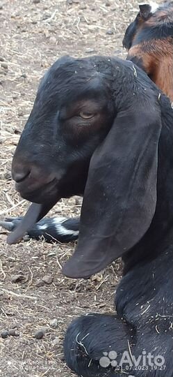 Козел, козы камори