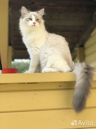 Невская маскарадная (Илона), с родословной