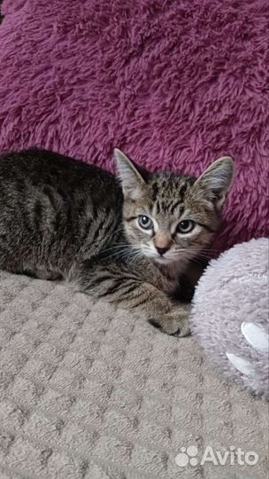 Котенок очень ищет дом