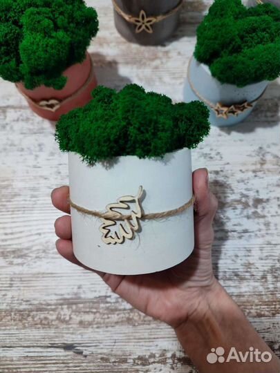 Стабилизированный мох в гипсовом кашпо