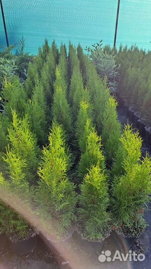 Туя западная Смарагд