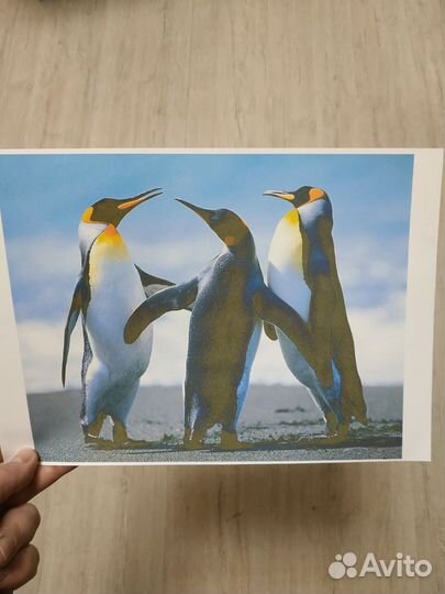 Принтер Epson L110