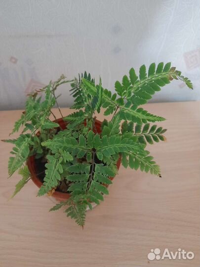 Комнатные растения