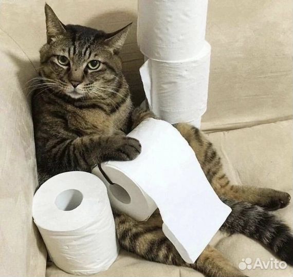 Передержка и уход животных