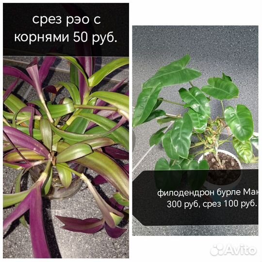 Алоказия, антуриум, фиалка, пальма, аглаонема