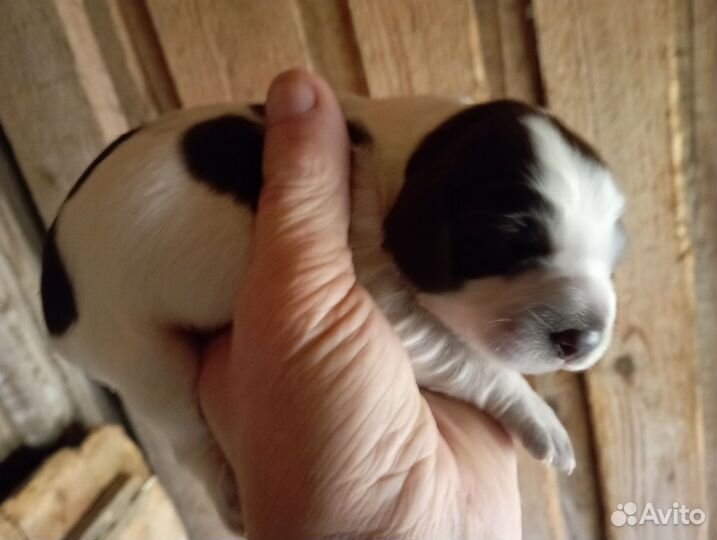 Русский охотничий спаниель