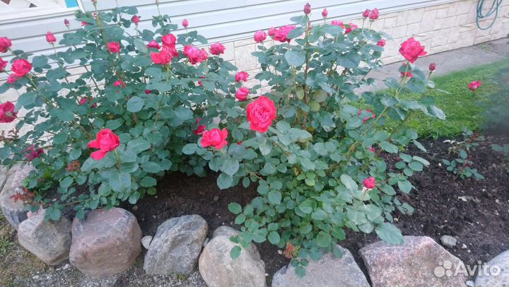 Кусты роз