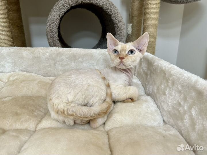 Девон-рекс голубоглазый Алан