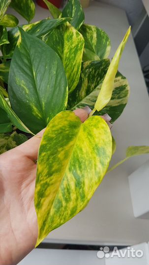 Эпипремнум