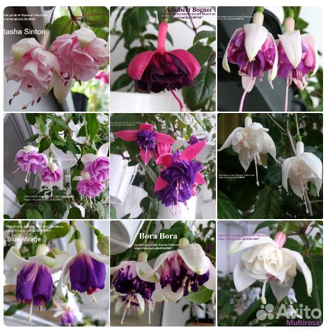 Фуксия разные сорта