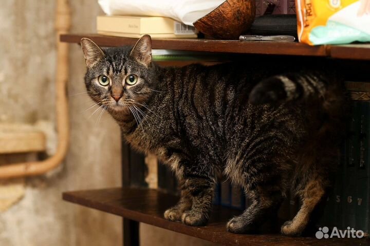 Кошки в добрые руки бесплатно