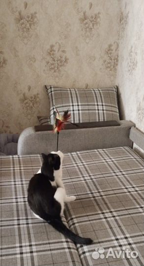 Кот в добрые руки