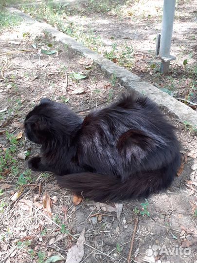 Котята породистые бесплатно