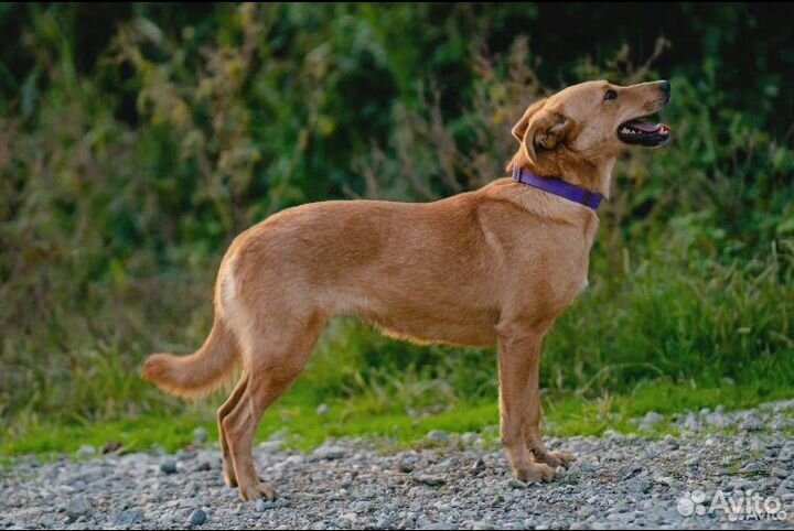 Собака в добрые руки отдам бесплатно