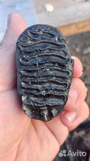 Зуб мамонтёнка