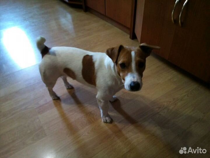 Вязка джек рассел терьер