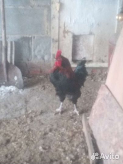 Молодые петушки