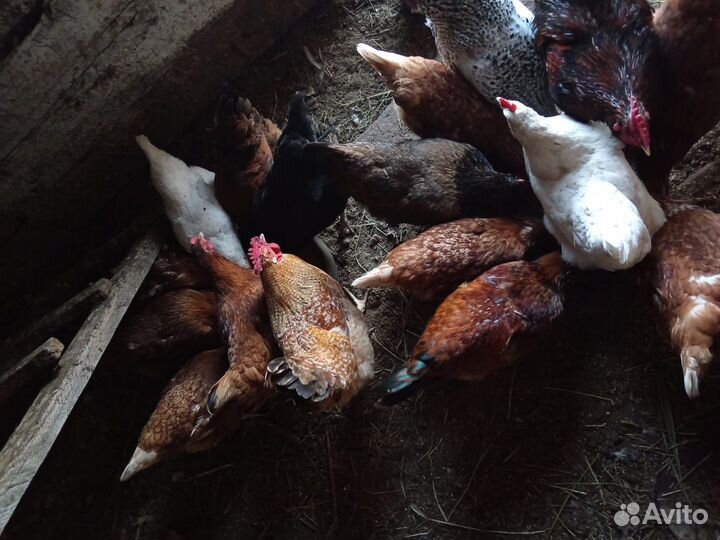 Куры несушки продам