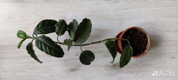 Хойя мультифлора