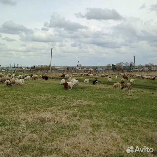 Продам овец