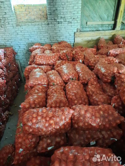 Сорт Эйфория