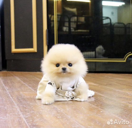 Померанский шпиц с доставкой на дом