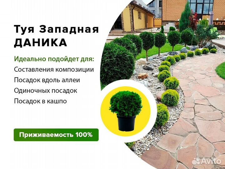 Туя даника шаровидная