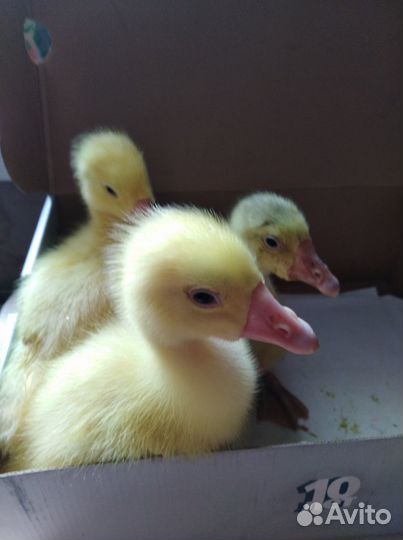 Гусята 