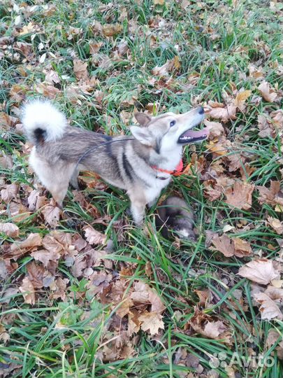 Западно сибирская лайка щенки