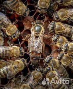 Пчеломатки Карника