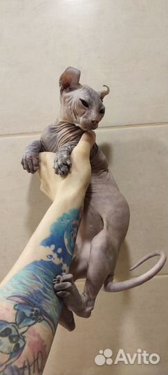 Сфинкс эльф котята