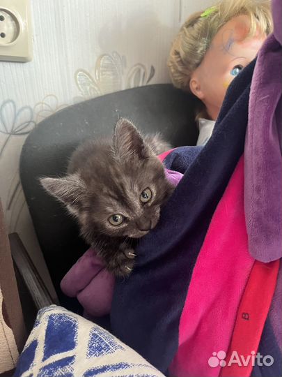 Британский котик