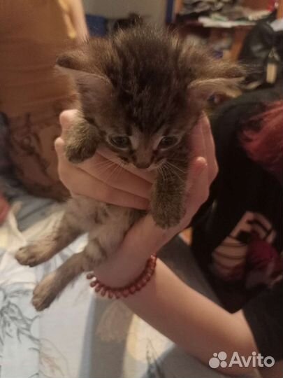 Котятки в дар