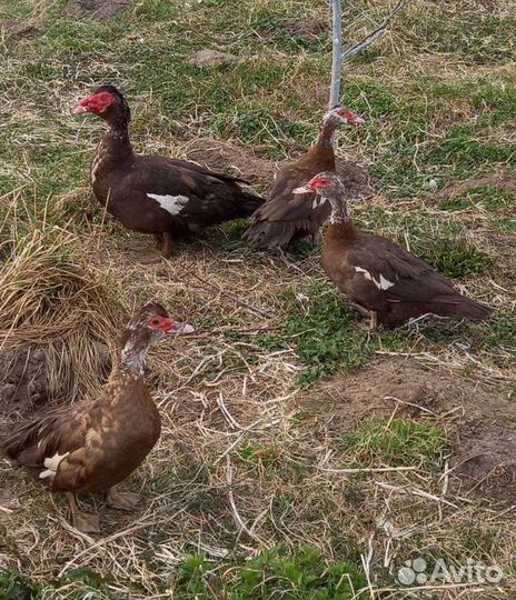 Мускусные утки