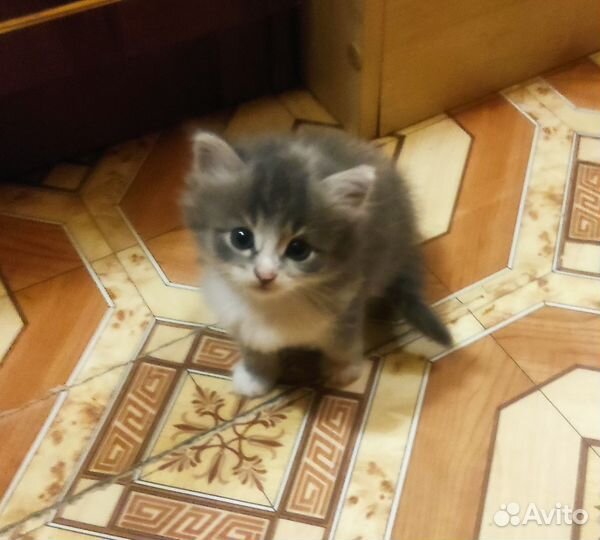 Кошки в добрые руки бесплатно