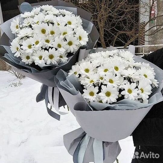 Хризантема