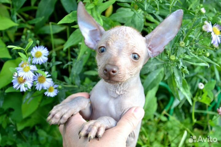 Ксолоитцкуинтли мини и супермини