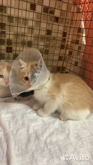 Котик маленький