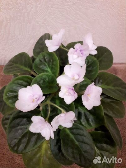 Листики и детки сортовых фиалок