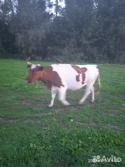 Коровы дойные молочные