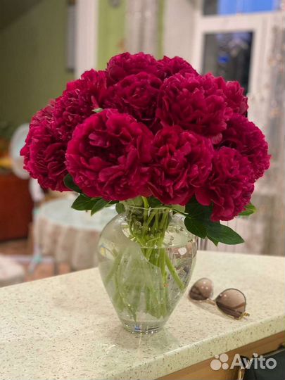 Пионы шикарных сортов