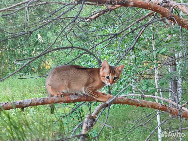 Ручные чаузи: мини-рысь