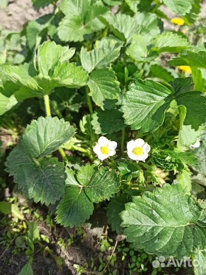 Земклуника Купчиха (саженцы)