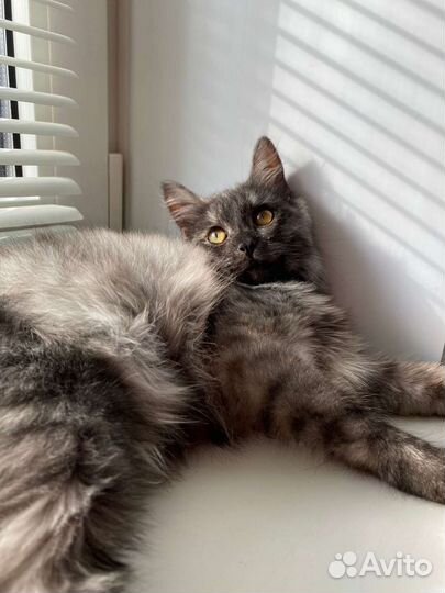 Кошка в дар бесплатно