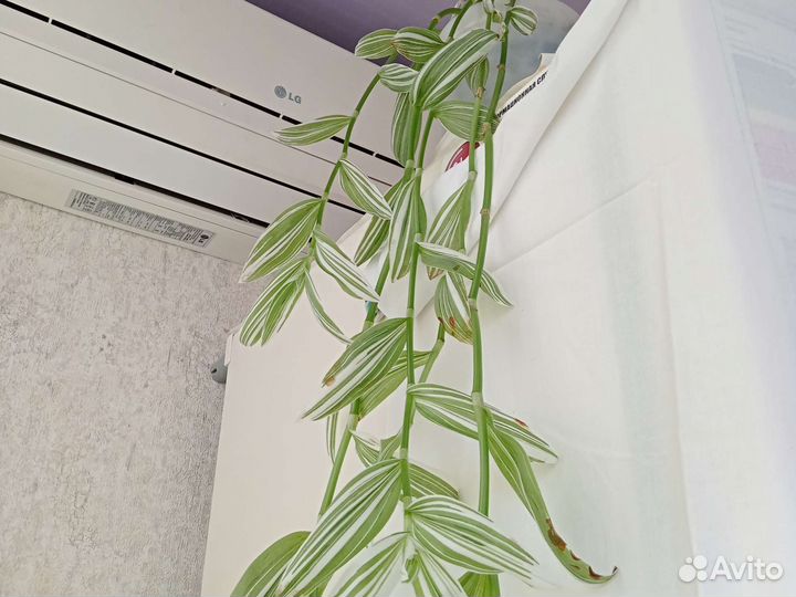 Традесканция