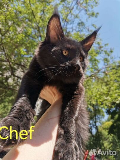 Котята мейн-кун черный