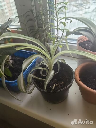 Хлорофитум