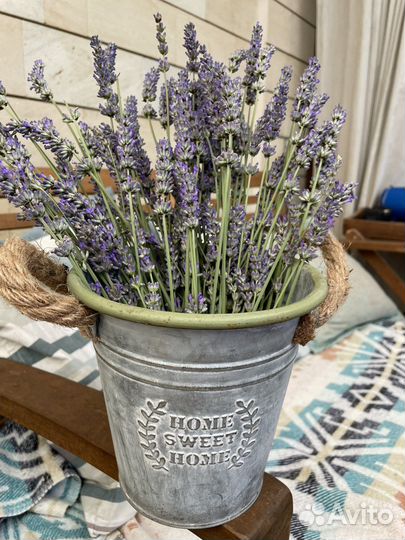 Лаванда в пучках свежесрезанная подсушенная
