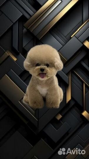 Карамельный бишон