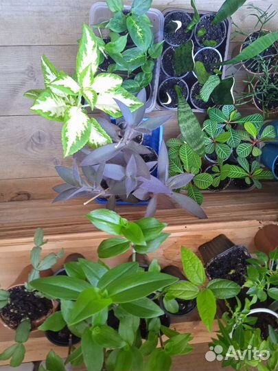 Комнатные цветы в ассортименте